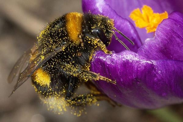 Malnutrition Could Worsen if Pollinators Collapse