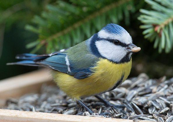 Birds: A Gardener’s Best Pest Control