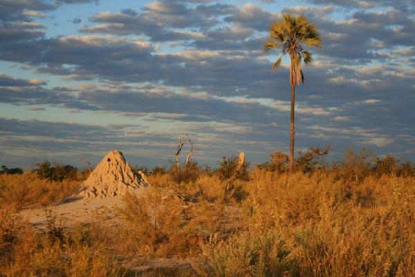 Desert Held In Check By Tiny Termites
