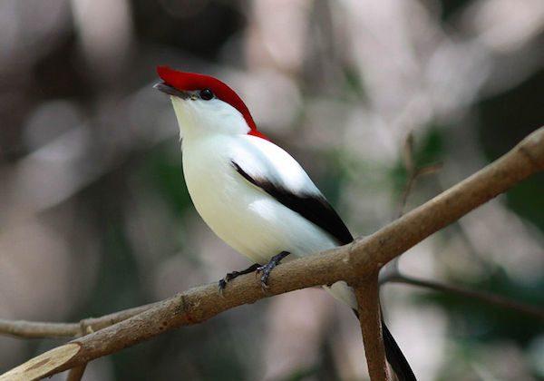 Most Critically Endangered Bird Gets a Reserve in Brazil