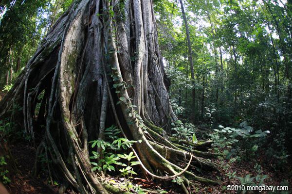 Indonesia Dissolves Agency Charged With Forestry Reform