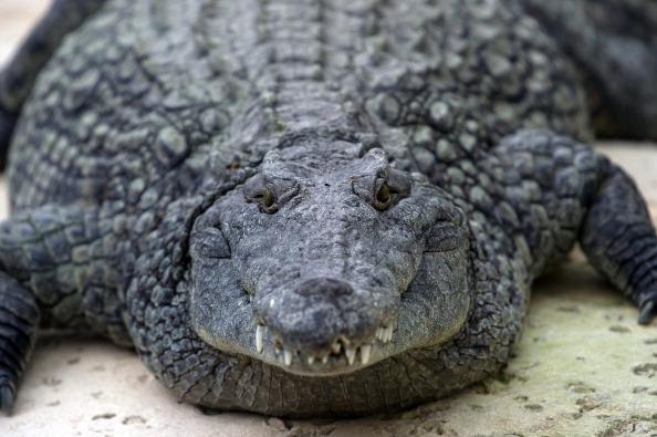 Here’s Chunky, the Morbidly Obese Crocodile Who Lived to 100