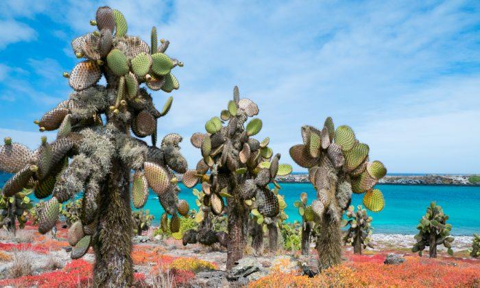 Cape Verde: Africa's Little Galapagos!
