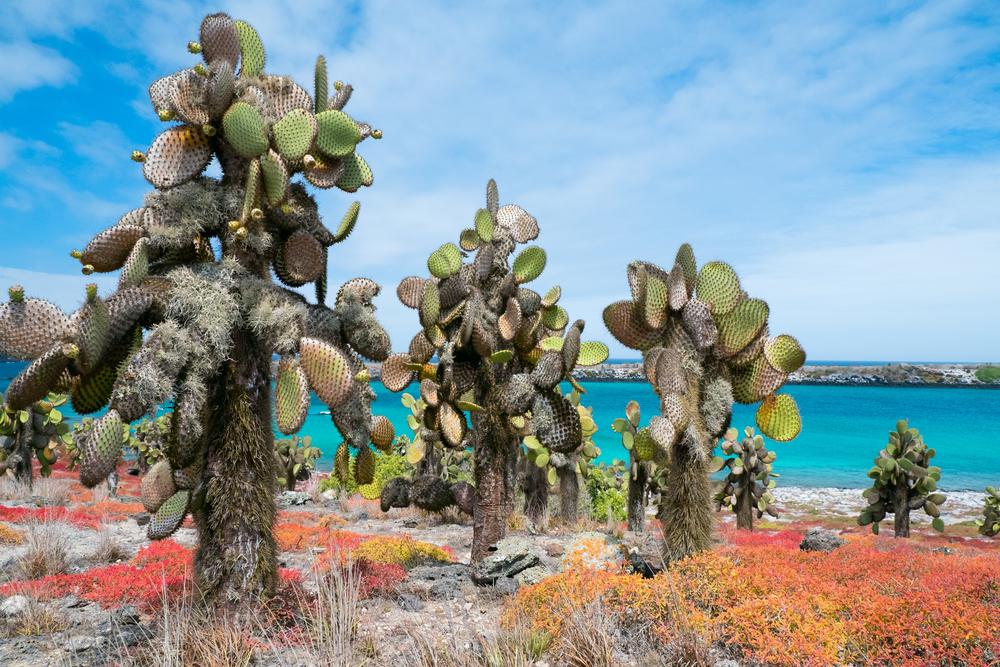 Cape Verde: Africa’s Little Galapagos!