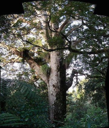 Millennium Trees in New Caledonia Facing Extinction