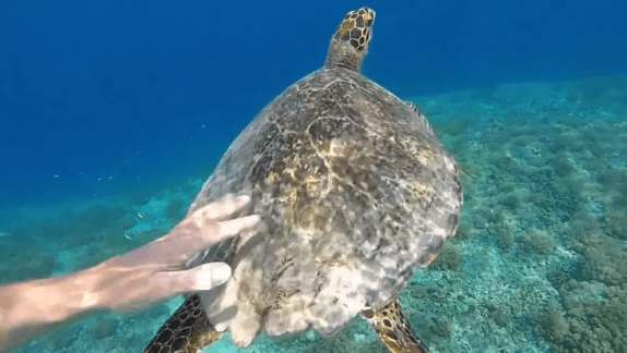 Touching a Turtle in Bali (Video)