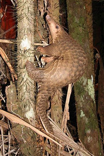 Endangered Species Rescued...Then Sold to Restaurants