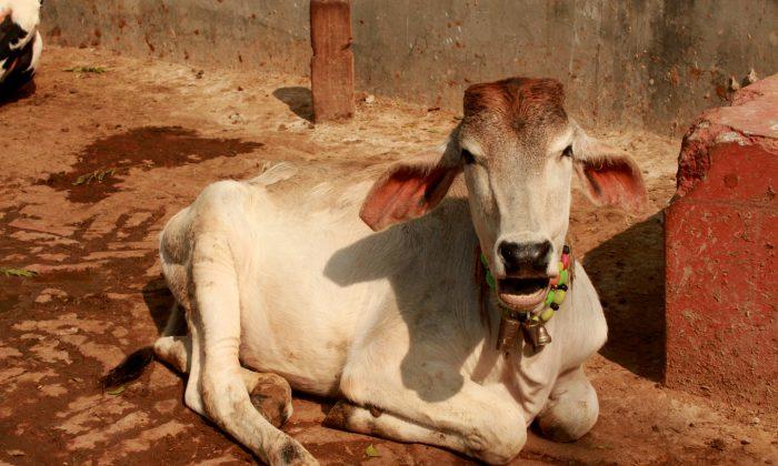 96 Villages Maintain Delhi’s Oldest Shelter for Abandoned Cows