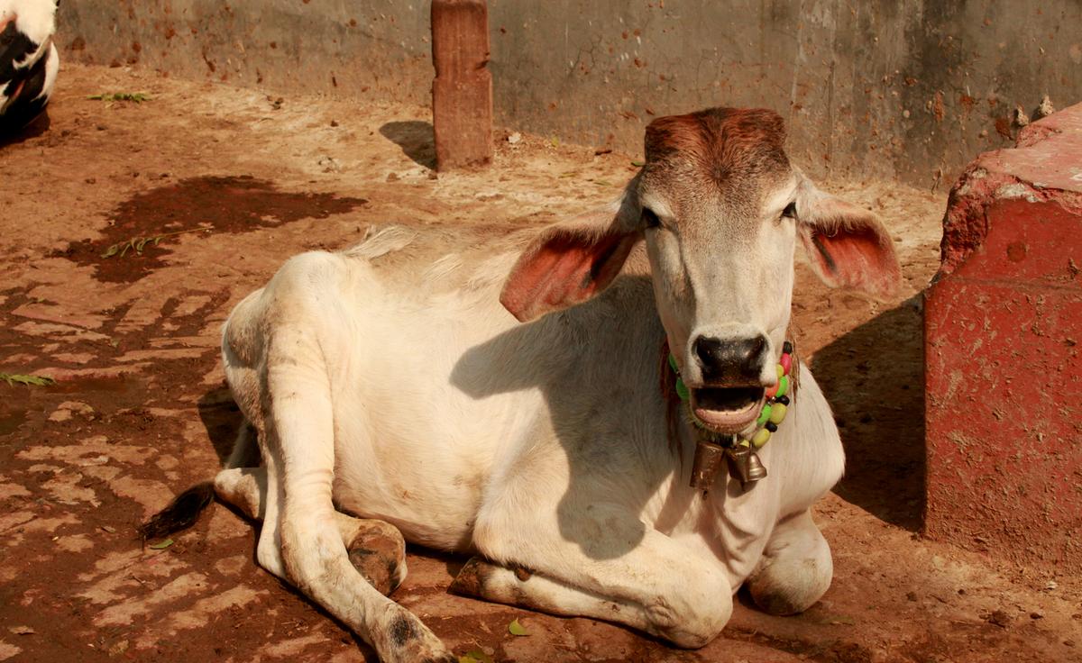 96 Villages Maintain Delhi’s Oldest Shelter for Abandoned Cows