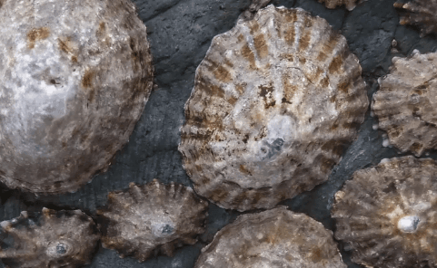 Nature’s Strongest Material Comes From Sea Snails (Video)