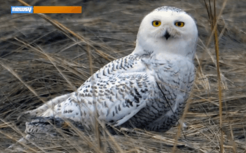 Snowy Owls Have Come to New York City (Video)