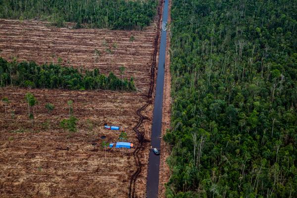 China Banks Funding Deforestation in Indonesia