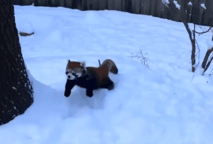 Two Red Pandas Playing in the Snow (Video)