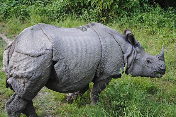 Kingpin Responsible for Killing 20 Rhinos Caught by Authorities