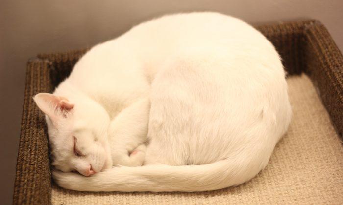 New York City Cat Café Finds Forever Homes for Cats	