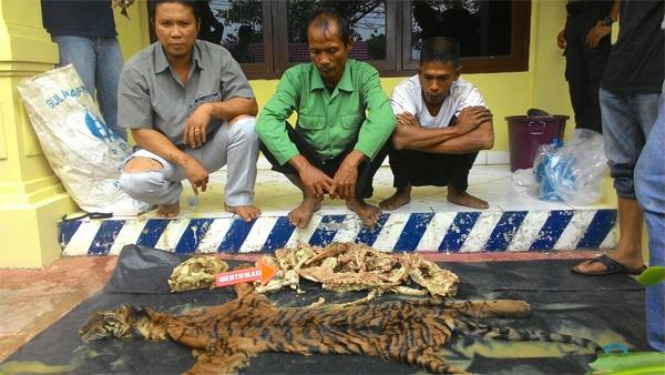 Tiger Poachers Caught in Indonesia Authority Sting Operation
