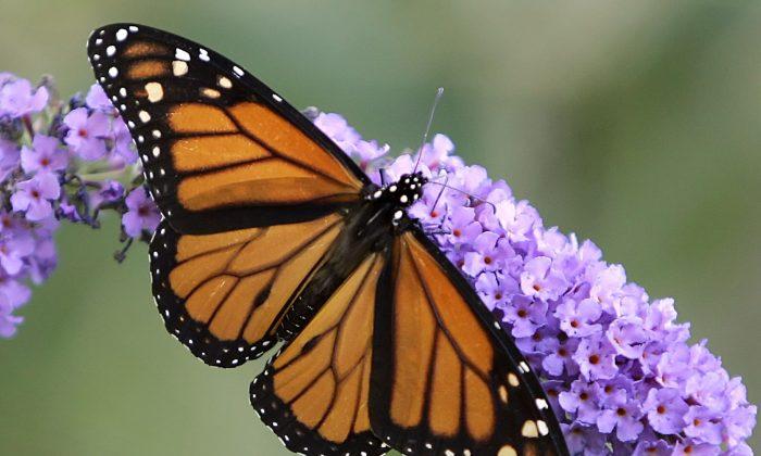 Save Monarchs With Milkweed Planting Program, Feds Urged