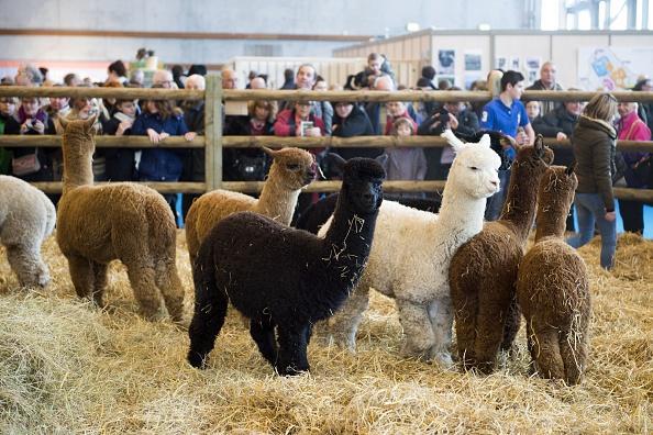 Alpacas and Their Immune System May Aid in COVID-19 Fight