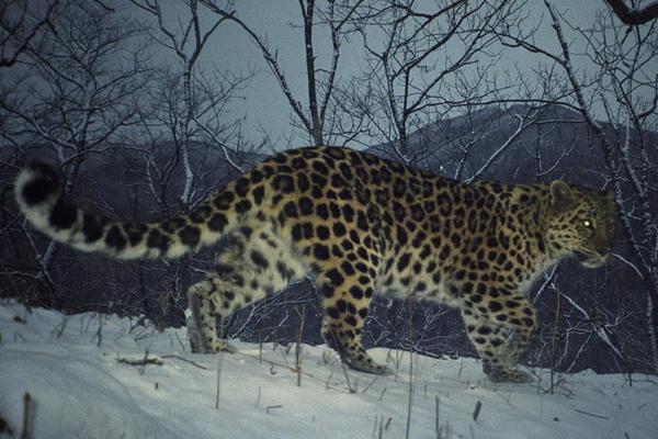 Photos: Amur Leopard Population Hits At Least 65
