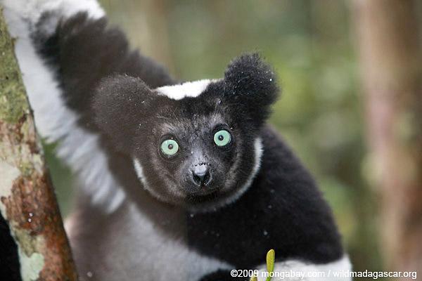Saving Endangered Lemurs on A Budget of $7 Million
