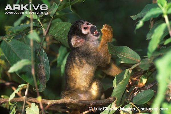 One Subspecies of Squirrel Monkeys In Danger of Extinction