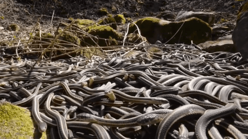 500 Snakes Surprise Construction Workers in Canada (Video)