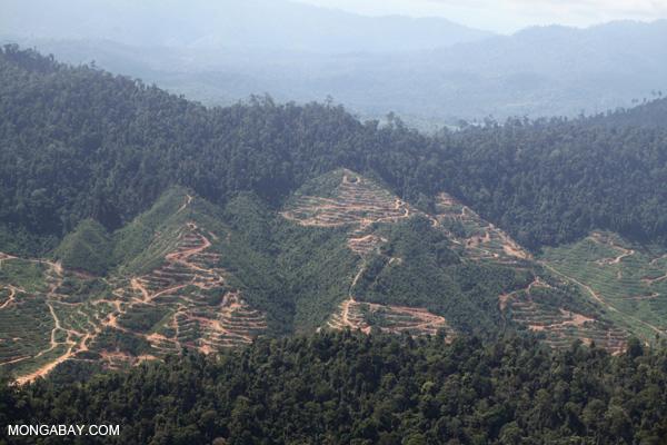 Malaysian Palm Oil Company at Risk from Poor Sustainability
