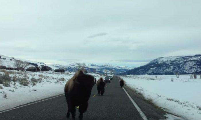 See This Yellowstone Buffalo Smash Headfirst into a Car
