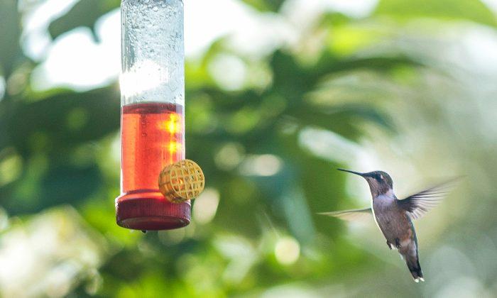 Stubby Wings Let Hummingbirds Hover So Well