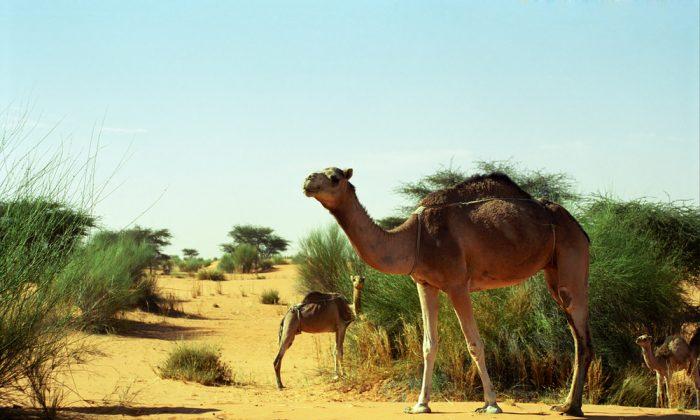 Best Time to Visit Mauritania