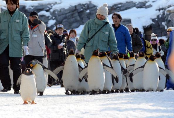 Don’t Want to Fall on the Ice? Walk Like a Penguin