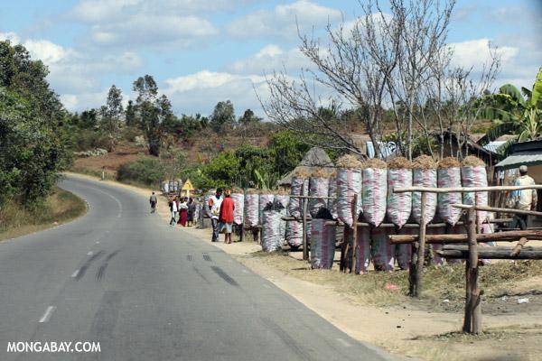 Somali Charcoal: Funding Terrorism Through Deforestation