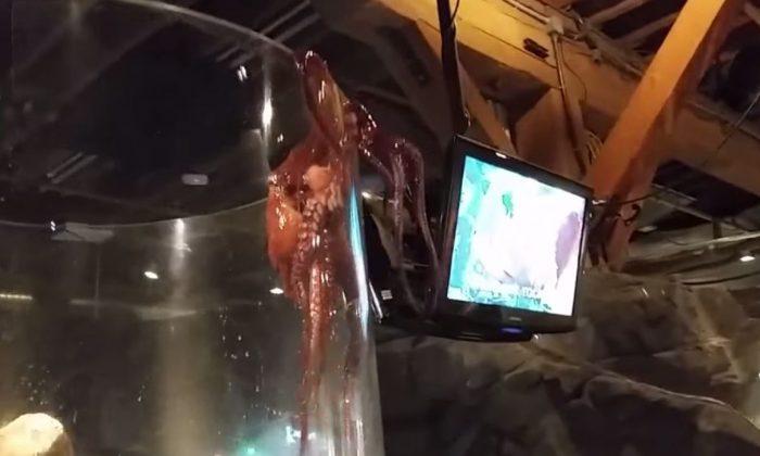 See a Giant Octopus Desperately Trying to Escape its Tank