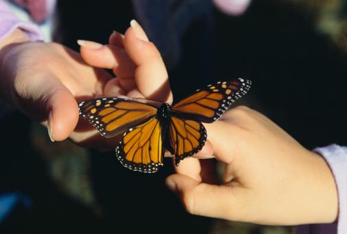 Cut Herbicides and Pesticides to Help Monarch Butterflies
