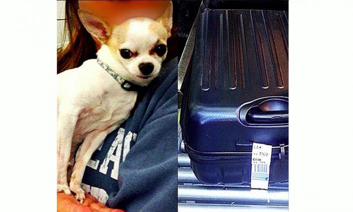 Live Chihuahua Found in Checked Bag at LaGuardia