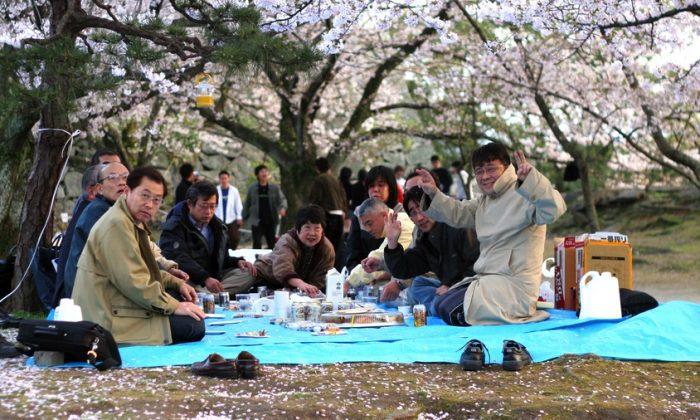 Japanese Are Very Serious About Cherry Blossom Viewing