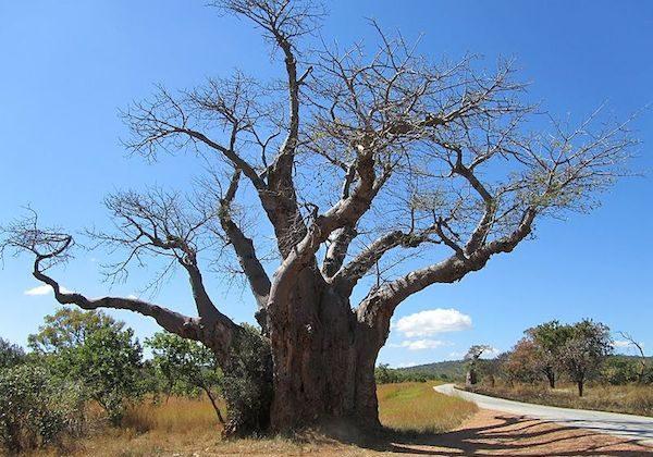 Deforestation Driven by Economic Hardship in Zimbabwe