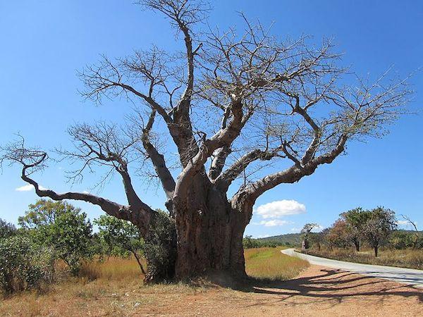 Deforestation Driven by Economic Hardship in Zimbabwe