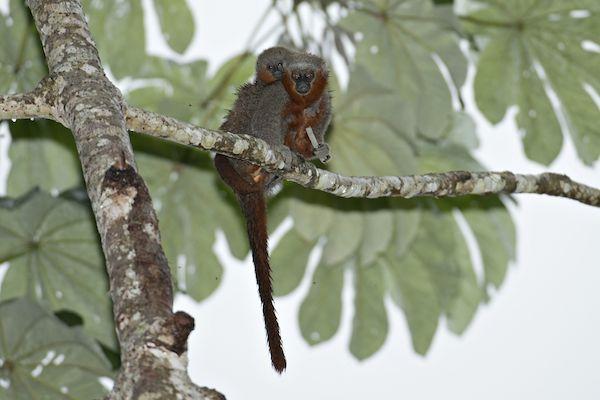 New Monkey Species Found In Threatened Amazon Forest