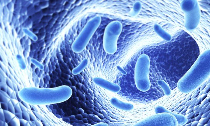 Liver Disease Linked to Gut Bacteria and Leaky Gut