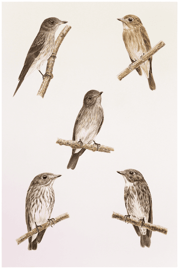 New Confirmed Bird Species in Indonesia