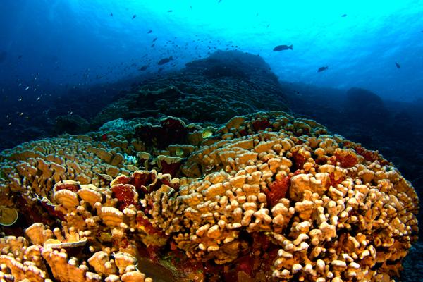 Human Impacts Changing Coral Reef Structures