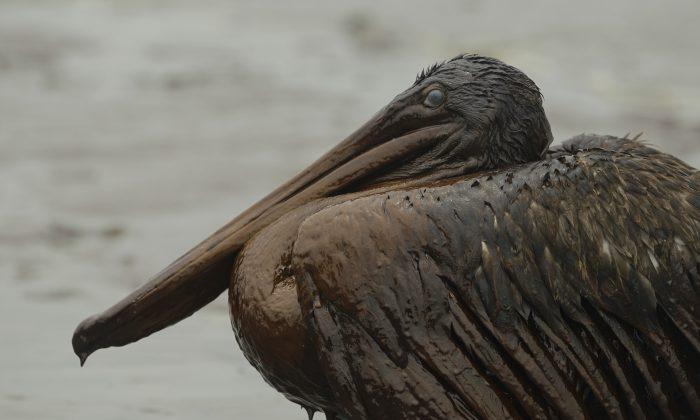 Cleaning Up Massive Oil Spills, How Do They Do It?