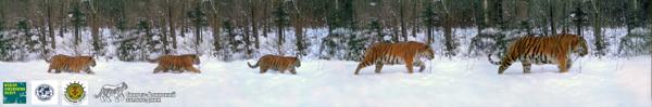 Tiger family photo surprises scientists