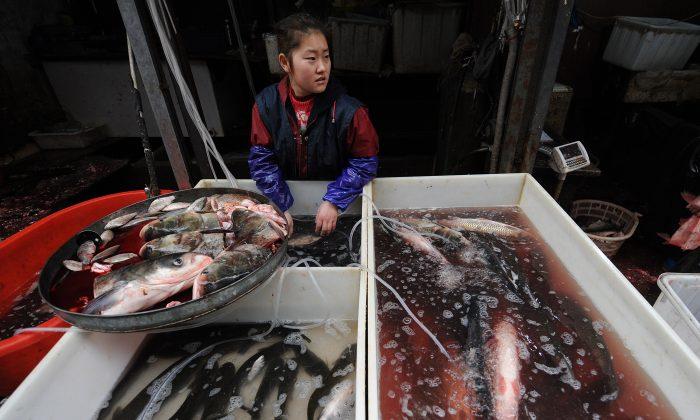Seafood and Chicken From China Contain Antibiotics Harmful to Humans and Environment