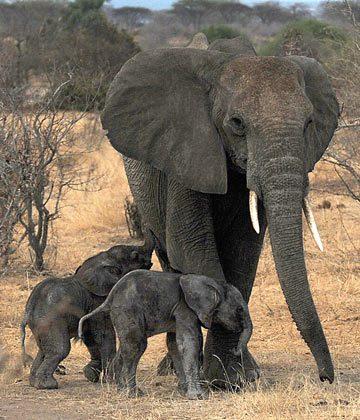 Elephants in East Africa Have New Protection Plan