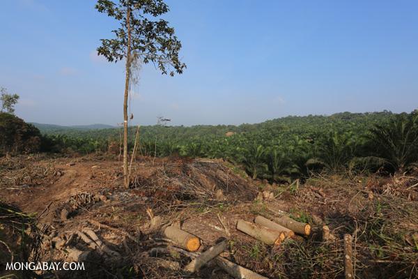 Liberia Locals May Lose Land Rights To Palm Oil Industry