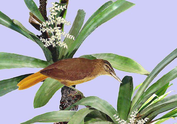 Newly Discovered Bird May Number Only 10 Individuals