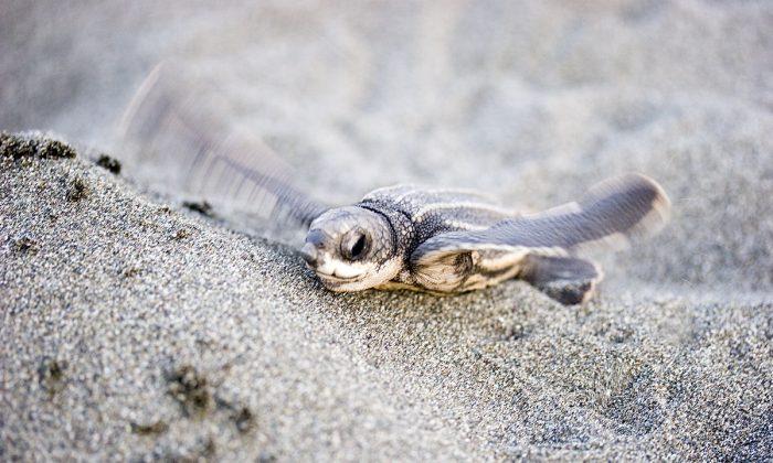 Leatherback Sea Turtles Use Mysterious ‘Compass Sense’ to Migrate Hundreds of Miles