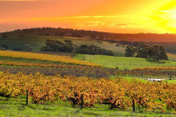 Vineyard in the Barossa Valley, South Australia's premier wine region. (via Shutterstock*)